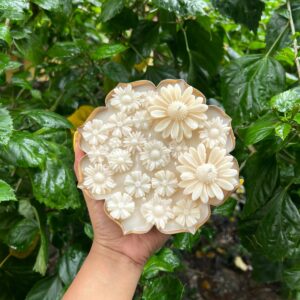 Flower Daisy vanilla