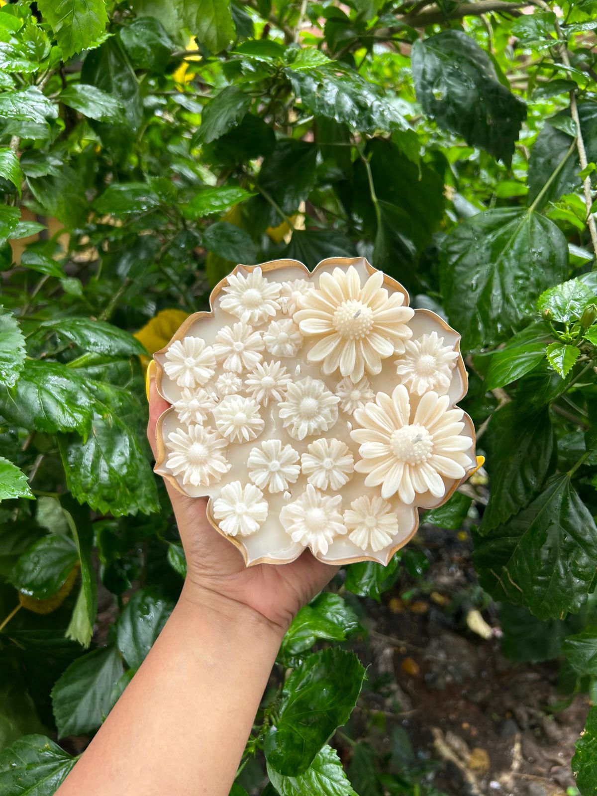 Flower Daisy vanilla